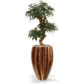 Maxifleur Shirakashi Bonsai x3 80 cm op voet
