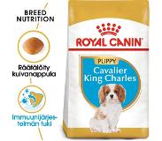 Royal Canin Cavalier King Charles Junior 1,500
