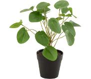 JOLIPA BVBA Pilea Peperomioides In Pot Plastiek Groen