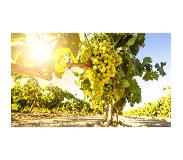 Wijnvoordeel 6 flessen | Sauvignon le Blanc Pays d'Oc IGP | Wit | Frankrijk