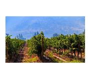 Wijnvoordeel 6 flessen | Castillo Santa Paulina Reserva Chardonnay Curicó Valley | Wit | Chili