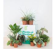Plantje.nl Groene Kneusjesbox (10-12 stuks)
