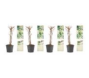 OH2 | Set van 8 hortensia planten Petiolaris wit x30 cm planten | NADUVI