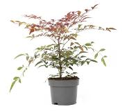 OH2 | Bamboeplante Nandina Domestica rood x30 cm planten | NADUVI