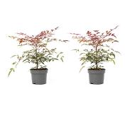 OH2 | Set van 2 bamboeplanten Nandina Domestica rood x30 cm planten | NADUVI