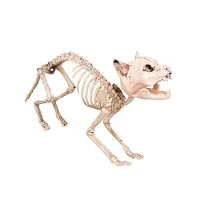 Boland Skeletkat
