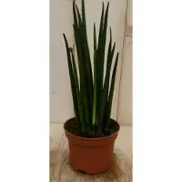 Warentuin Collection Vrouwentong Kirkii Sansevieria 30 cm kamerplant Sanseveria
