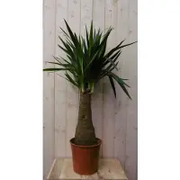Warentuin Collection Palmlelie Yucca Elephantipes potmaat 22 cm H90-110 cm 1 dikke stam kamerplant