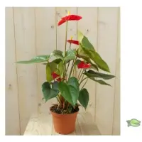 Warentuin Collection Flamingoplant Anthurium rood 60 cm kamerplant
