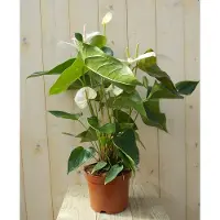 Warentuin Collection Flamingoplant Anthurium wit 60 cm kamerplant