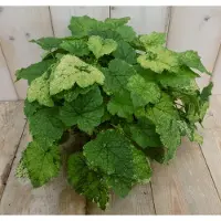 Warentuin Collection 2 stuks! Kamerplant Kindje op moeders schoot Tolmiea Viridi