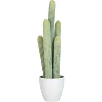 Dulaire Nep Cactus Groot