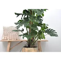 Green bubble Monstera deliciosa XXL - 150cm