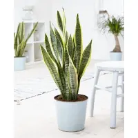 Green bubble 2x Sanseveria Laurentie Ø14cm â†‘50cm