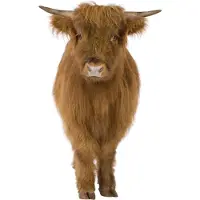 VAN IKKE Muursticker Schotse Hooglander