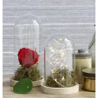 Packlinq Glazen Koepel Met Houten Basisvoet Ø 10 Cm En 15 Cm Hoog (1 St)