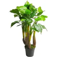 Coppens Anthurium Avanti green 120cm |