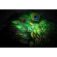 Karo-art Afbeelding op acrylglas - Pauw veren