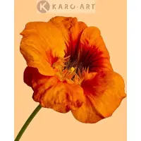 Karo-art Schilderij - Oranje klaproos op gele achtergrond , 3 maten , Wanddecoratie, Premium print