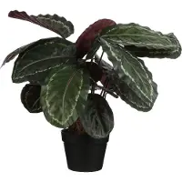 MICA FLOWERS Mica Decorations Calathea Roseopicta Kunstplant - H70xØ40 cm - Groen