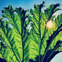 Import GUNNERA