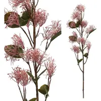 Ptmd collection PTMD garden bloem roze cotinus coggygria tak