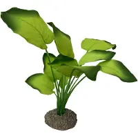 Aqua Della Anubias