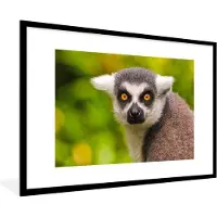 PosterMonkey Fotolijst incl. Poster - Aap - Ringstaartmaki - Dier - 90x60 cm - Posterlijst