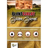 Buzzy Plantsjalotten Golden Gourmet 500g