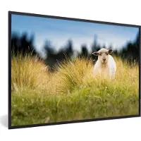 PosterMonkey Fotolijst incl. Poster - Lammetje tussen het hoge gras - 30x20 cm - Posterlijst