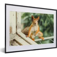 PosterMonkey Fotolijst incl. Poster - Eekhoorn - Raam - Bosdieren - 40x30 cm - Posterlijst