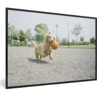 PosterMonkey Fotolijst incl. Poster - Een witte Teckel speelt met een bal - 30x20 cm - Posterlijst
