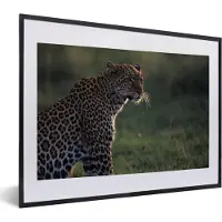 PosterMonkey Fotolijst incl. Poster - Panter uitkijkend over savanne - 40x30 cm - Posterlijst