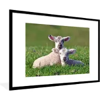 PosterMonkey Fotolijst incl. Poster - Twee lammetjes liggen samen in het hoge gras - 90x60 cm - Posterlijst