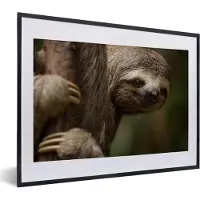 PosterMonkey Fotolijst incl. Poster - Een luiaard in de bomen kijkend naar de camera - 40x30 cm - Posterlijst