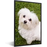 PosterMonkey Fotolijst incl. Poster - Maltezer hond kijkt naar boven - 60x90 cm - Posterlijst