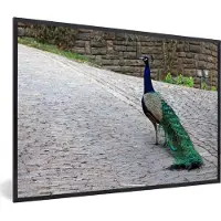 PosterMonkey Fotolijst incl. Poster - Pauw - Veren - Stenen - 30x20 cm - Posterlijst