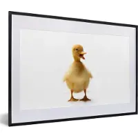 PosterMonkey Fotolijst incl. Poster - Baby eend die aan het communiceren is - 60x40 cm - Posterlijst