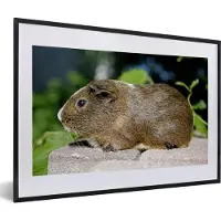 PosterMonkey Fotolijst incl. Poster - Guinee-portret cavia - 60x40 cm - Posterlijst