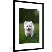 PosterMonkey Fotolijst incl. Poster - Maltezer hond op een grasveld - 80x120 cm - Posterlijst