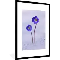PosterMonkey Fotolijst incl. Poster - Bloemen - Sneeuw - Paars - 80x120 cm - Posterlijst