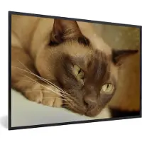 PosterMonkey Fotolijst incl. Poster - Bruin gekleurde Burmese kat - 120x80 cm - Posterlijst
