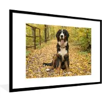 PosterMonkey Fotolijst incl. Poster - Een Berner Sennenhond met mooie herfstbladeren - 120x80 cm - Posterlijst