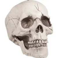 Boland Skelet hoofd Jawbone (naturel)