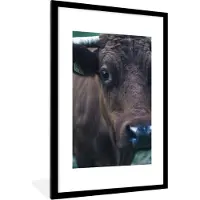 PosterMonkey Fotolijst incl. Poster - Dieren - Koe - Oog - 80x120 cm - Posterlijst
