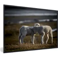PosterMonkey Fotolijst incl. Poster - Schaap - Lam - Gras - 120x80 cm - Posterlijst