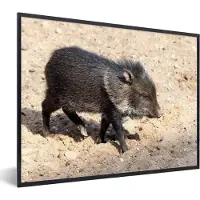 PosterMonkey Fotolijst incl. Poster - Big - Varken - Wild - 50x40 cm - Posterlijst