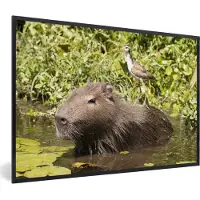PosterMonkey Fotolijst incl. Poster - Een Capibara zit in het water met een vogel op zich - 60x40 cm - Posterlijst