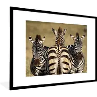 PosterMonkey Fotolijst incl. Poster - Zebra's in de Savanne - 80x60 cm - Posterlijst