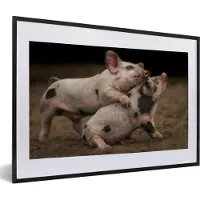PosterMonkey Fotolijst incl. Poster - Biggen - Spelen - Varkens - 60x40 cm - Posterlijst